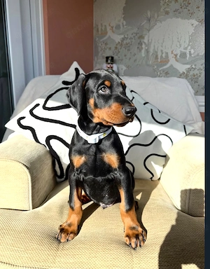 Wunderschöner Dobermann-Welpe abzugeben