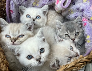 Britisch Kurzhaar Kitten mit exzellenter Abstammung suchen liebevolles Zuhause