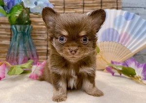weiblicher Chihuahua-Welpe