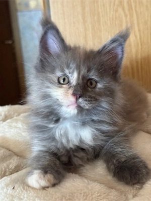 Süße reinrassige Maine Coon Mädels mit Stammbaum