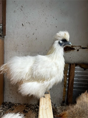 Zwerg - Seidenhuhn Hennen in weiß ohne Bart 