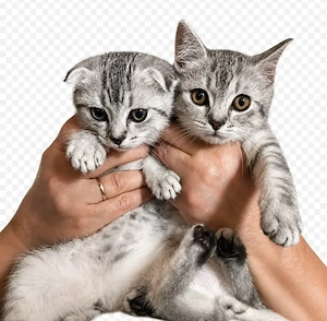 2 BKH Kitten suchen liebesvolles Zu hause