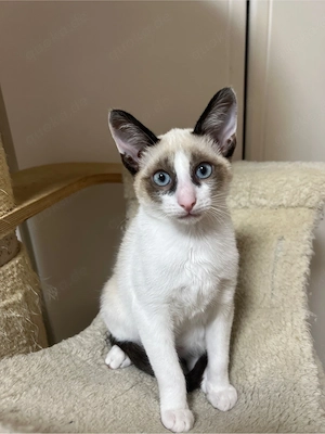 Snowshoe Siam mix