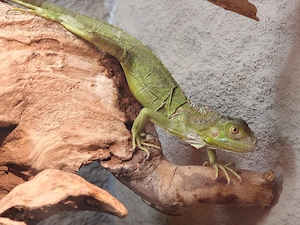 1.0 grüner Leguan - iguana iguana