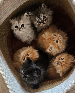 Süße Perser Kitten baby Katzen suchen liebevolles Zuhause 