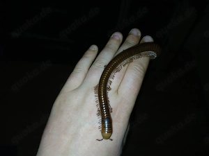 Tausendfüßer, Telodeinopus aouti, Nachzuchten, Endlänge bis 18cm, auch tagaktiv