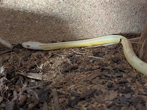 Kornnatter Butter Striped zu verkaufen 