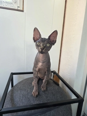 Sphynx Kätzchen abzugeben