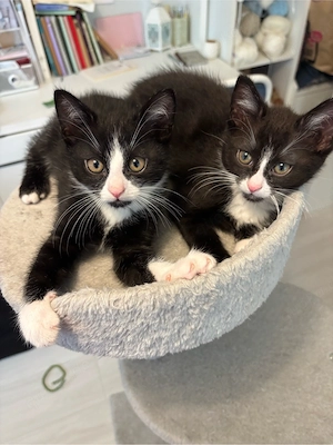 BKH Mischling Kitten