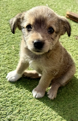 Osita und ihre Geschwister suchen ihr Zuhause