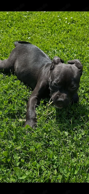 American Pocket Bully Hündin 