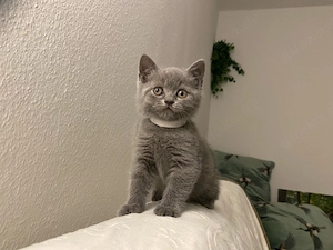 BKH Kitten Kater u Katze
