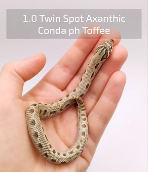 3.0 Axanthic, Twin Spot (Heterodon Nasicus, Hakennasennatter)