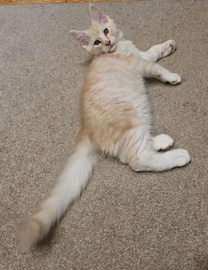 Mainecoon Kitten mit Stammbaum 