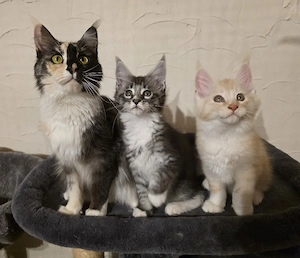 Mainecoon reinrassig mit Stammbaum 