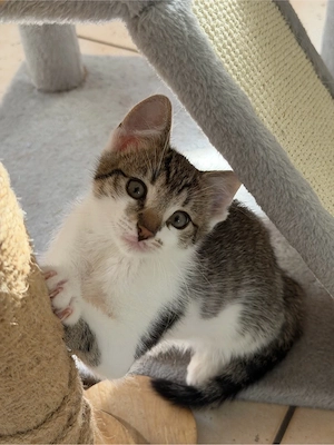 4-Monatige Katze abzugeben