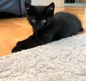 Süße Baby Katzen 