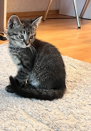 Süße Baby Katzen 