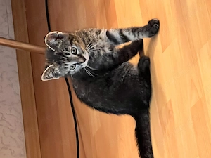 Süße Baby Katzen 