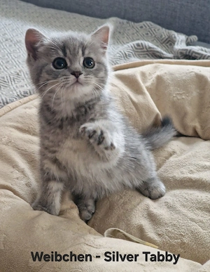 Reinrassige BKH Kitten suchen ab 05.07.2026 ein liebevolles Zuhause - 600 EUR VB