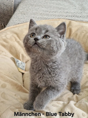 BKH Kitten suchen ein liebevolles Zuhause 