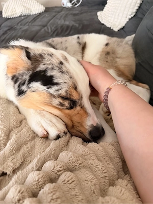 Australian Shepherd Mix