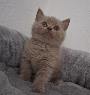 BKH Kitten Lilac Kater Britisch Kurzhaar 