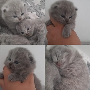 BKH Kitten Blau