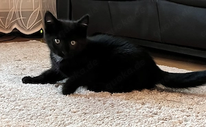 Süße Baby Katzen 