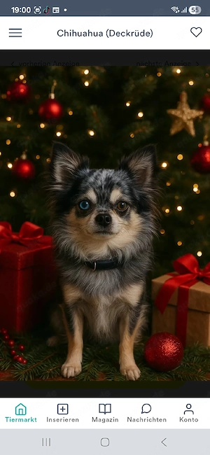 Chihuahua Deckrüde mit Ahnentafel und ZGT