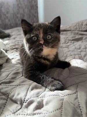 Britische Kurze Haare Kitten
