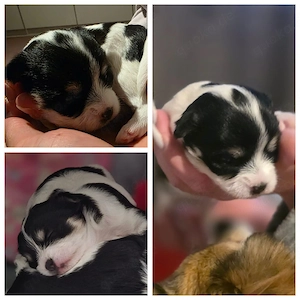 Hunde-welpen (mischlinge)