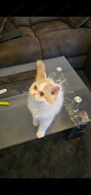 PerserKatze
