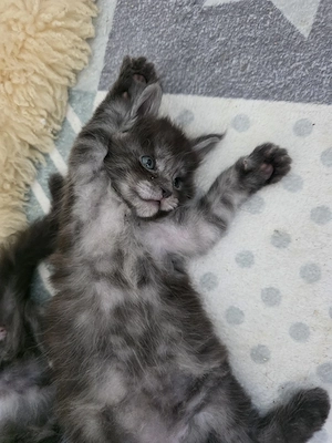 Maine coon