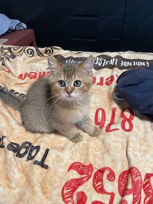 BKH Kurzhaarige golden tabby katzen 