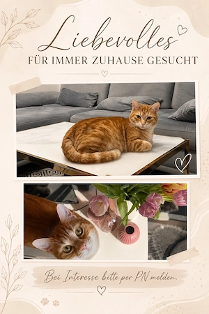 katze abzugeben.