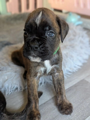 Boxerwelpen aus liebevoller Hobbyzucht 