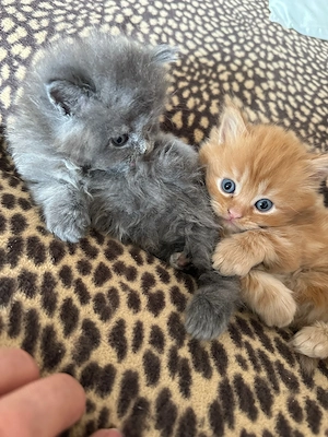 Wunderschöne Maine-Coon-Perser-Mix Kitten suchen ein liebevolles Zuhause 