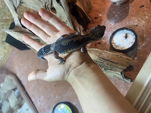 Leopardgecko  Black Night 0,1 weiblich, 1,5 Jahre  Bild 2