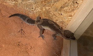 Leopardgecko  Black Night 0,1 weiblich, 1,5 Jahre  Bild 3