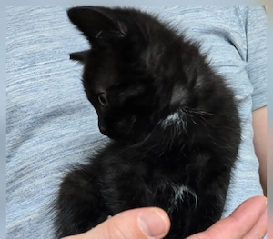 Süße Katze zu verkaufen 