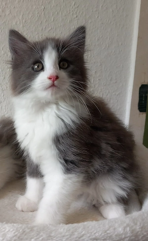 norwegische Waldkatzen Kitten 