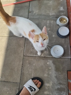 katze abzugeben 