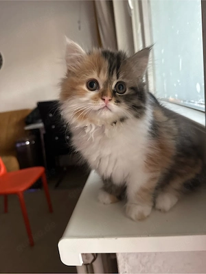 Perserkatzen
