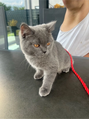 Bkh kitten 