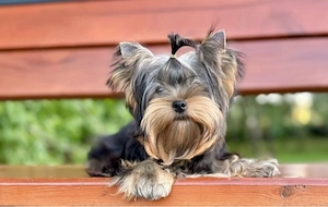     Wunderschöne Yorkshire-Terrier-Hündin mit FCI KSU-Ahnentafel sucht Traumzuhause.