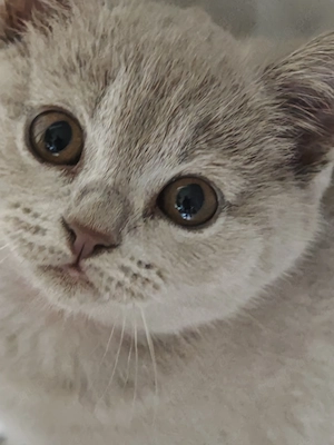BKH Kitten Blue Süß 