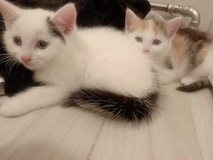 Berkaufe Katzen Babys EKH ca. 10 wochen alt 