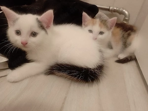 Berkaufe Katzen Babys EKH ca. 10 wochen alt 