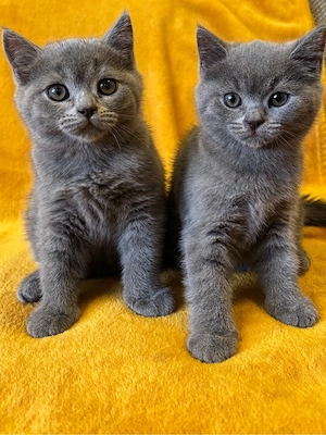 BKH Kitten